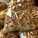 Botanical Bath Tea